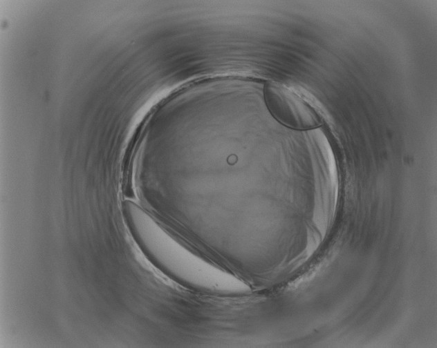 X0000066100941200603312022