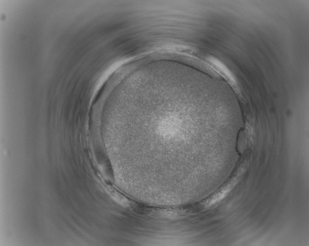 X0000066100948200603312022