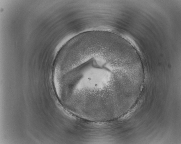 X0000066100952200603312022