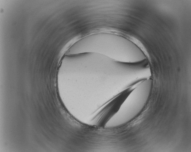 X0000066100954200603312022