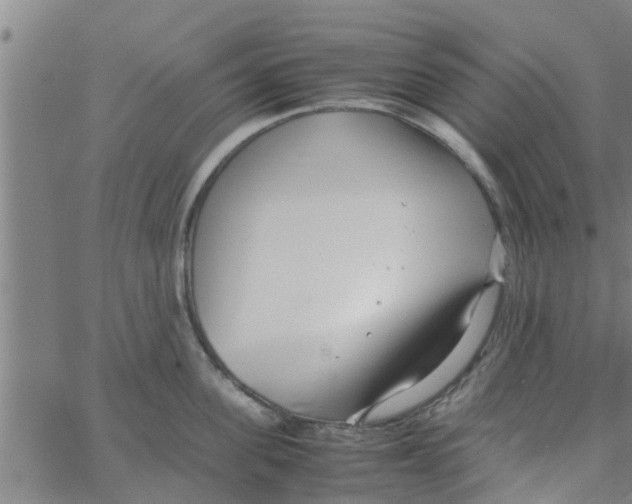 X0000066100955200603312022