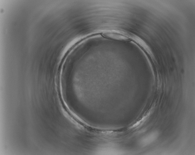 X0000066100958200603312022