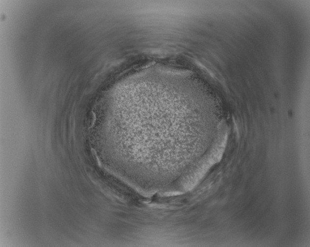 X0000066100961200603312021