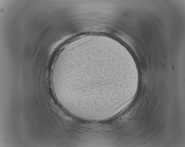 X0000066100971200603312021