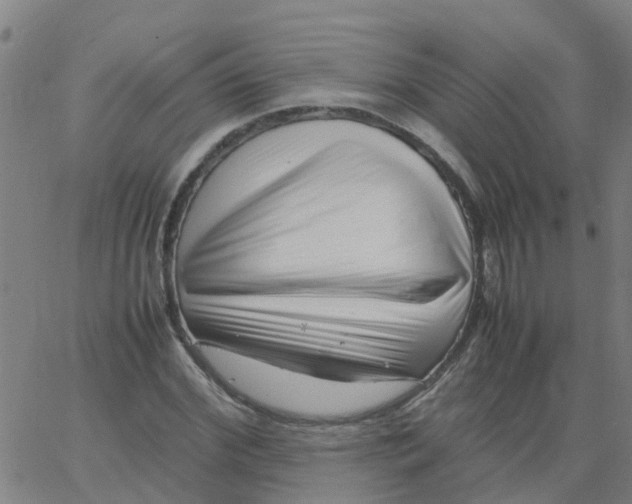 X0000066100972200603312021