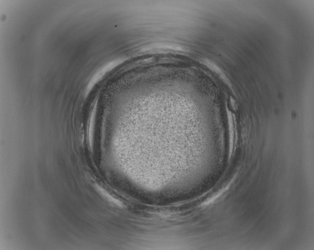 X0000066100973200603312021