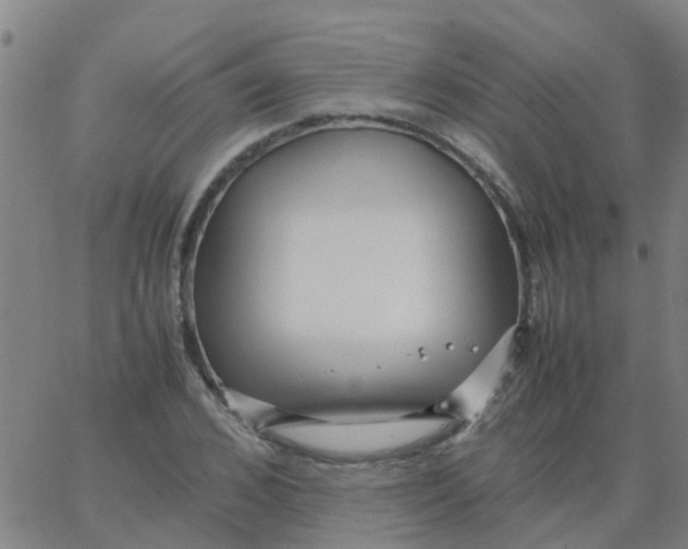 X0000066100976200603312021