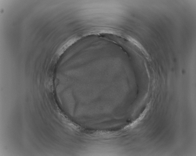 X0000066100977200603312021