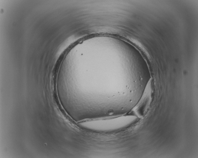 X0000066100983200603312021