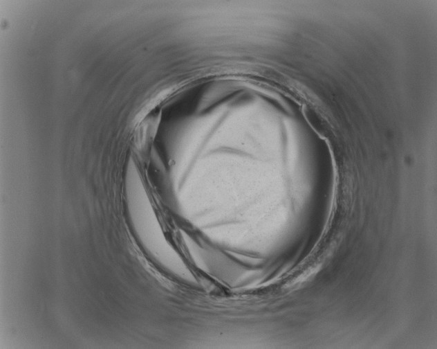 X0000066100985200603312021