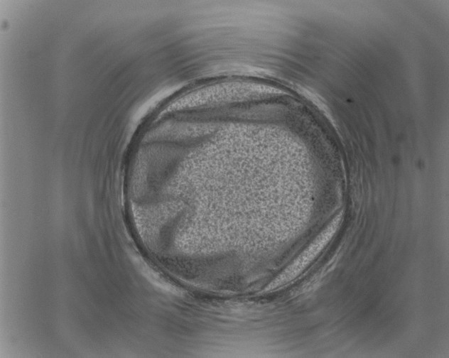 X0000066100987200603312021