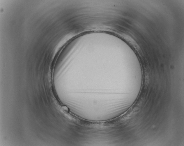 X0000066100990200603312021