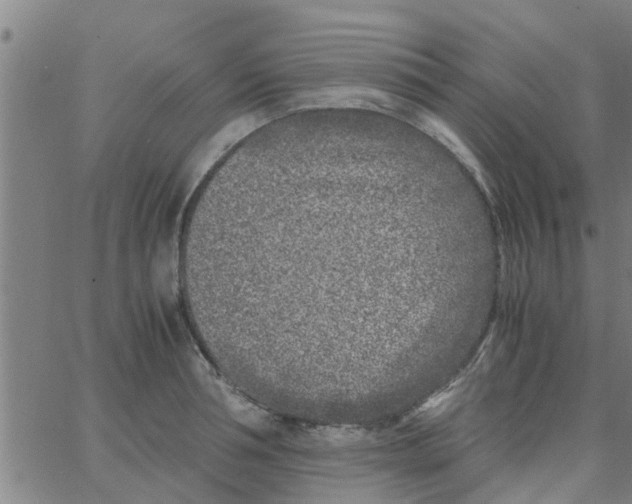 X0000066100994200603312021