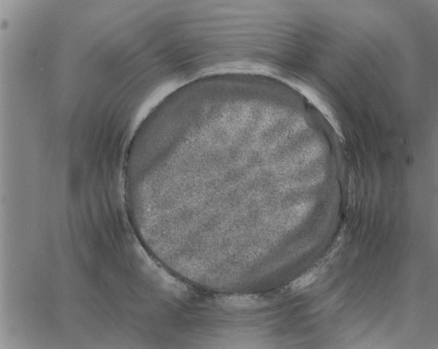 X0000066100998200603312020