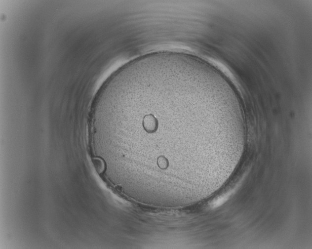 X0000066100999200603312020