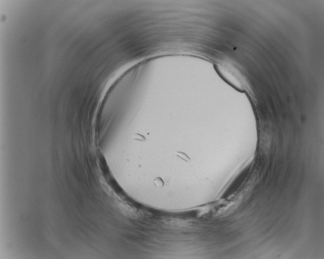 X0000066101004200603312020