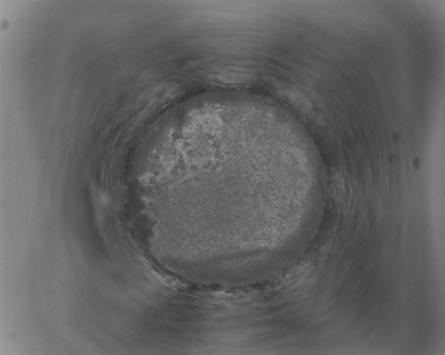 X0000066101009200603312019