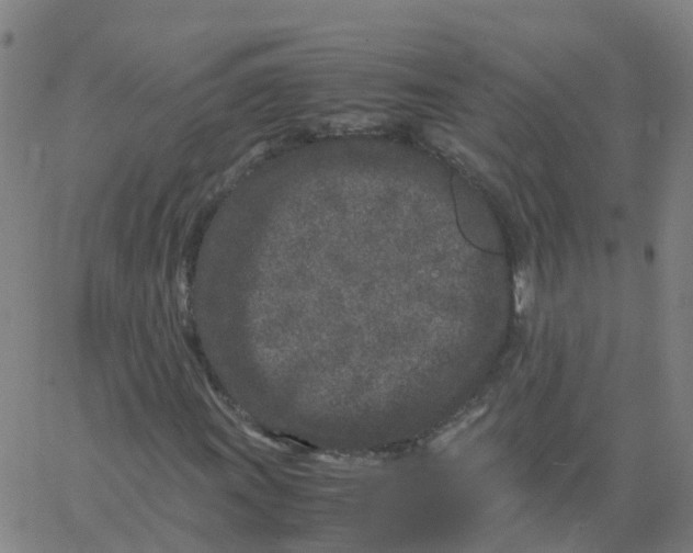 X0000066101011200603312019