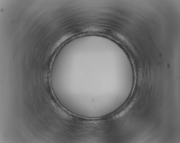 X0000066101017200603312020