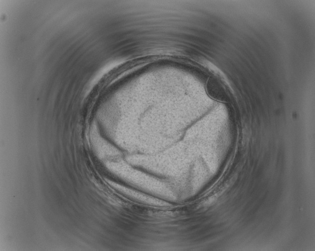 X0000066101019200603312020