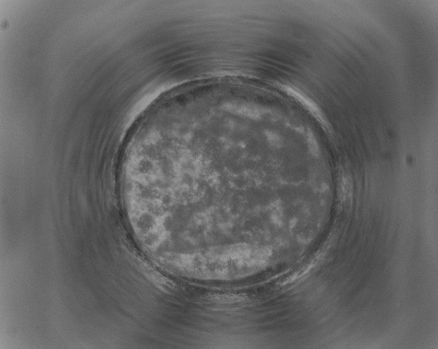 X0000066101023200603312020