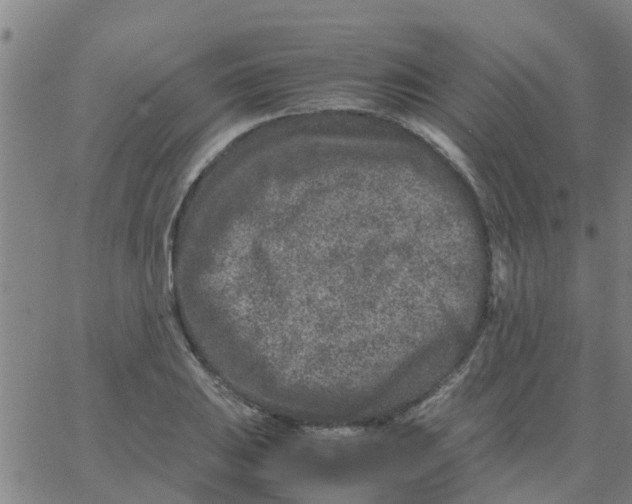 X0000066101031200603312020