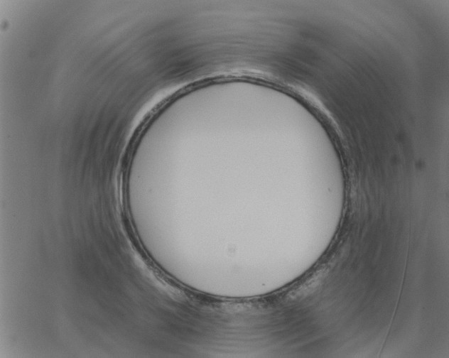 X0000066101032200603312020