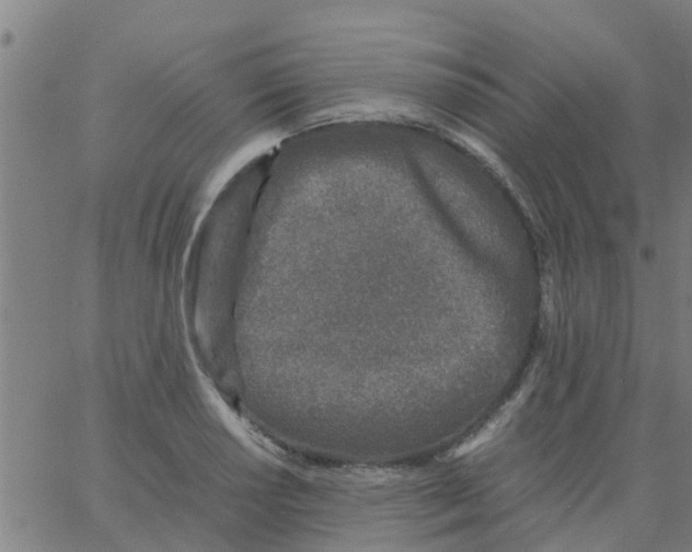 X0000066101034200603312020