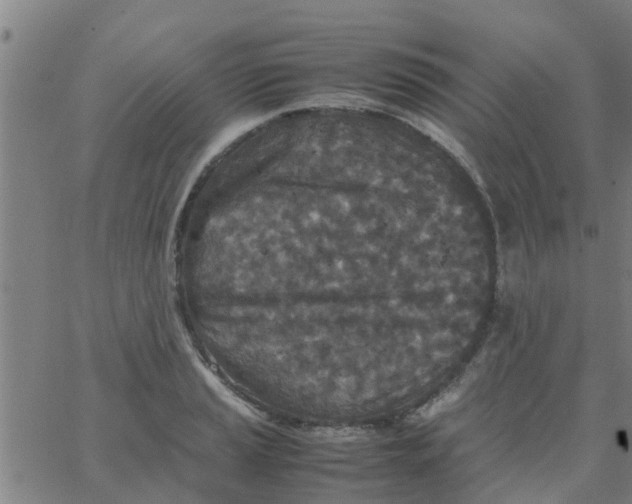 X0000066101037200603312020