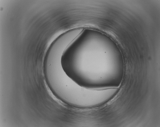 X0000066101038200603312020