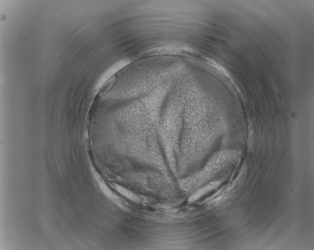 X0000066101042200603312020