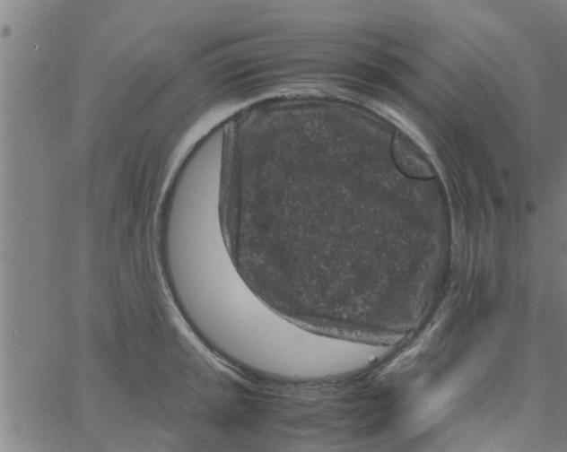 X0000066101045200603312020