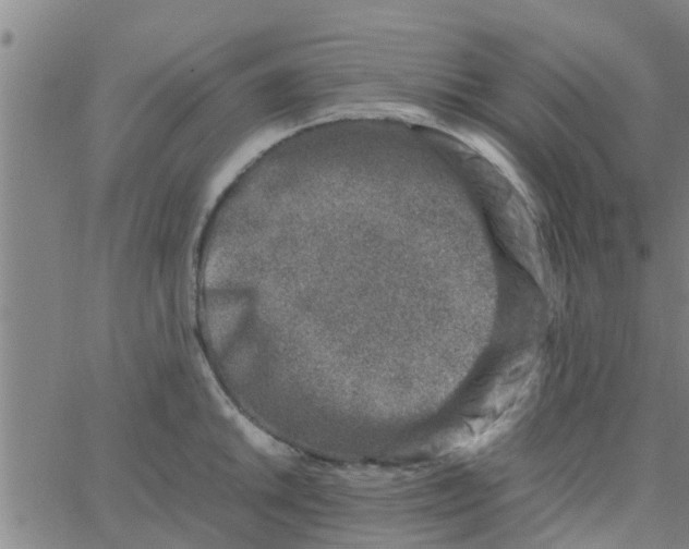 X0000066101046200603312020