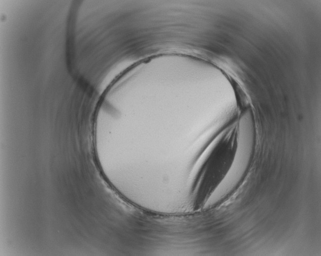 X0000066101048200603312020