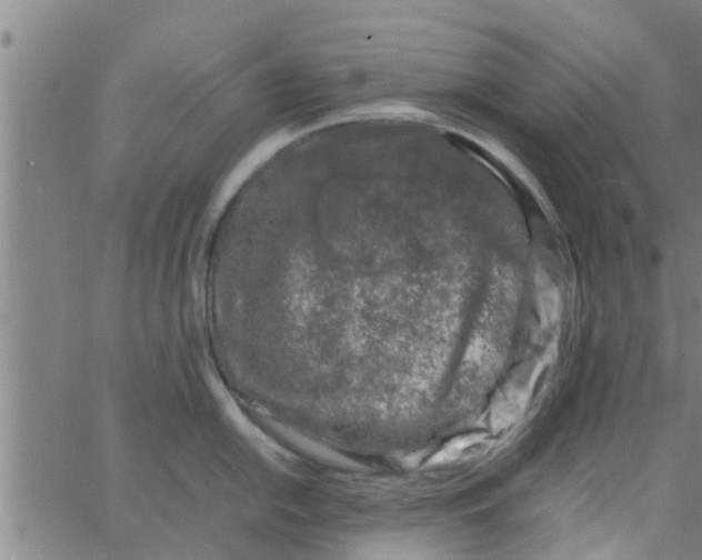 X0000066101054200603312020