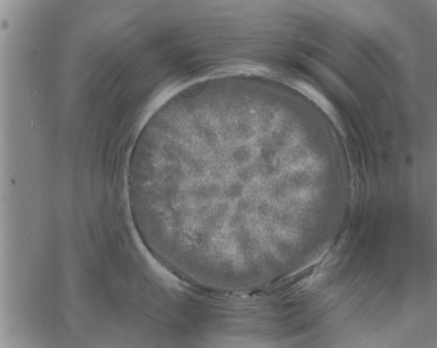 X0000066101055200603312020