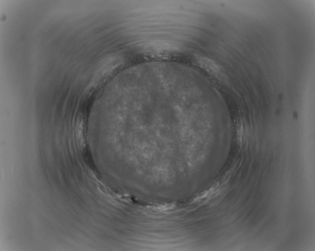 X0000066101060200603312019