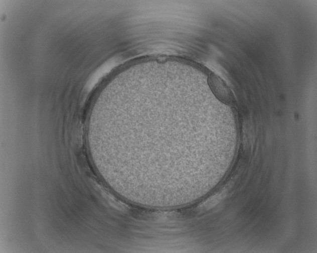 X0000066101067200603312019