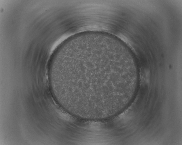 X0000066101070200603312019