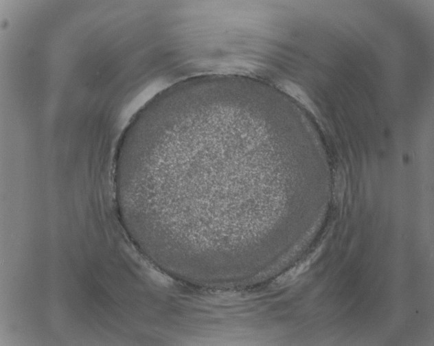 X0000066101071200603312019