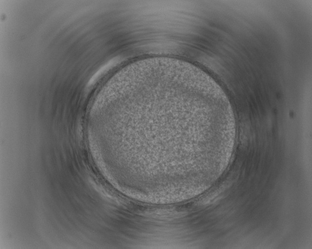 X0000066101074200603312019