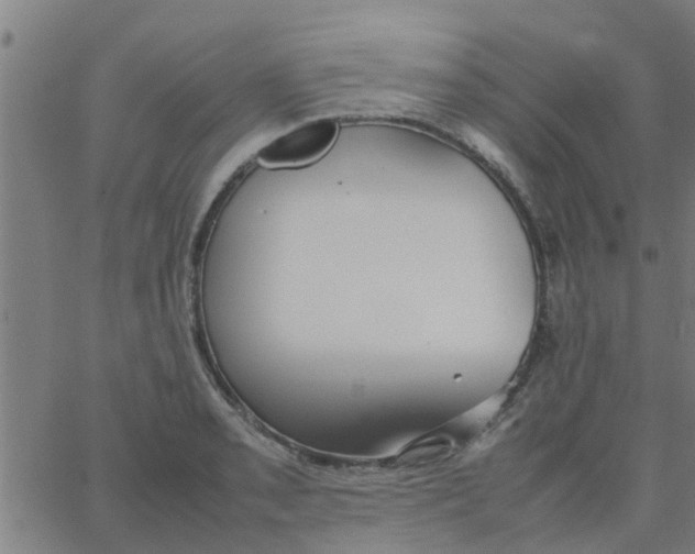 X0000066101085200603312019