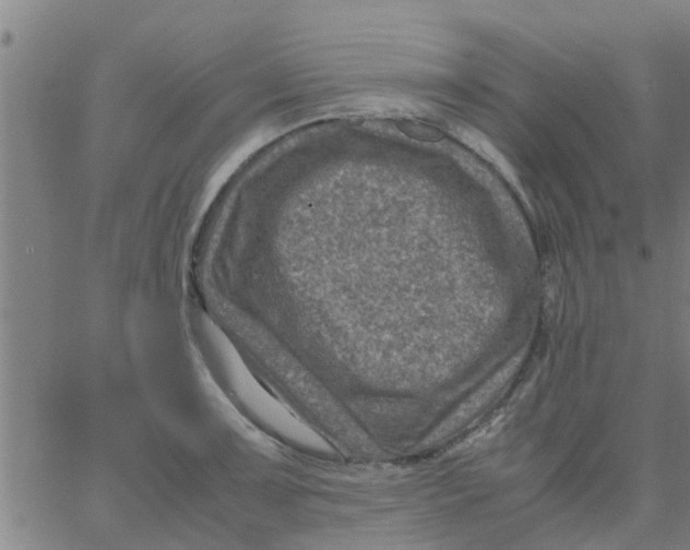 X0000066101091200603312019