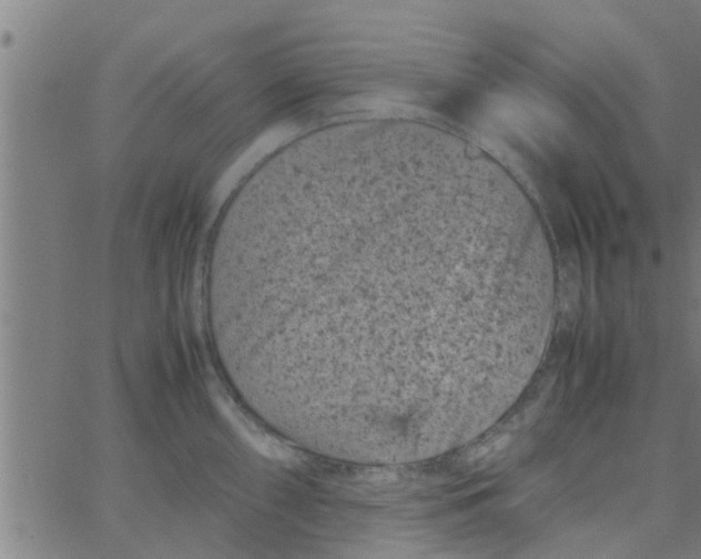 X0000066101098200603312019