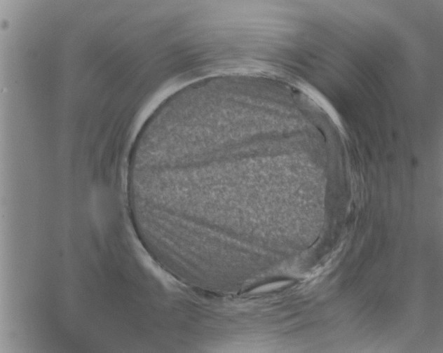 X0000066101099200603312019