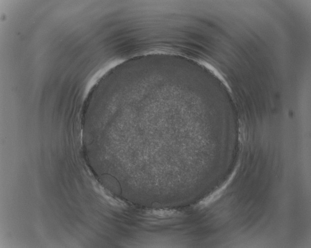 X0000066101117200603312018