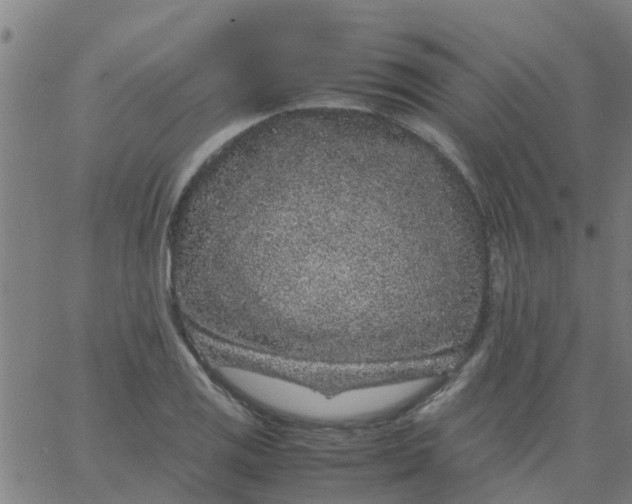 X0000066101125200603312018