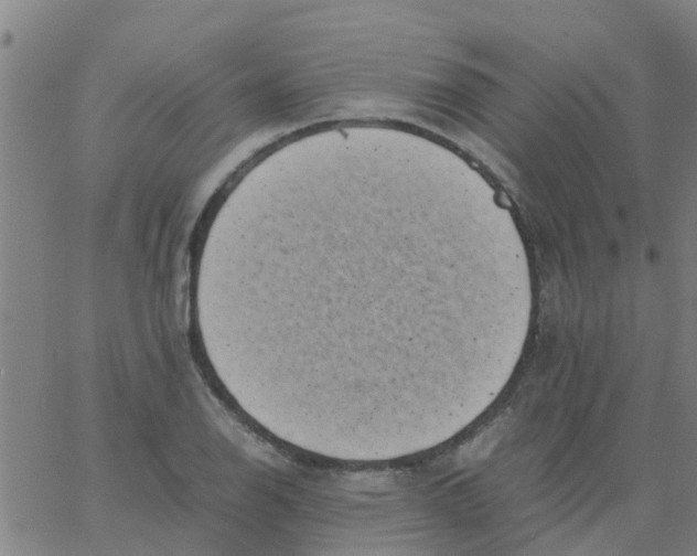 X0000066101126200603312018