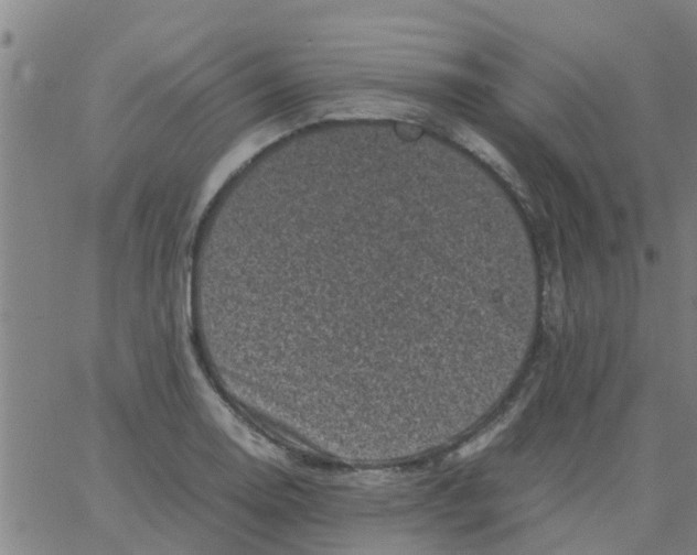 X0000066101130200603312018