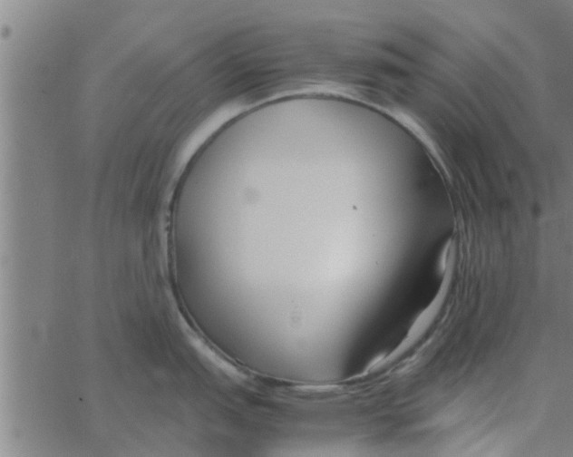 X0000066101151200603312019